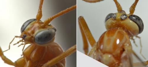 Ophion obscuratus